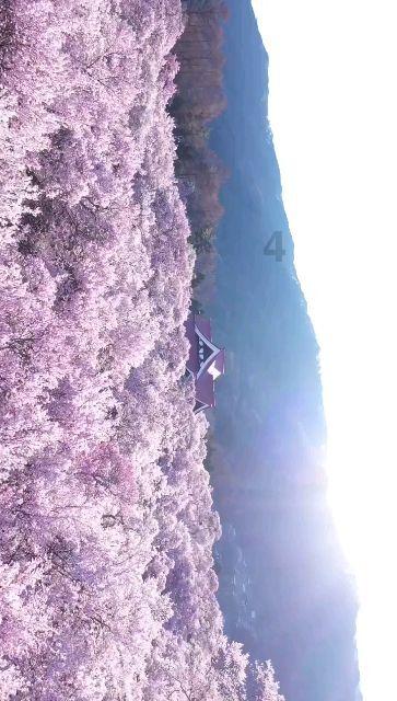 STARWALK SOLDIER星星螺 湖水蓝盘限量发售（文末福利）